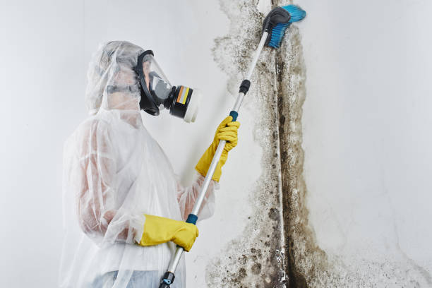 Mold Documentation for Insurance Claims